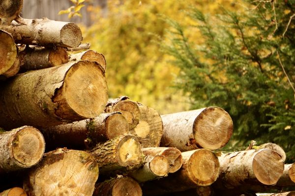 Cost of Wood Pile Removal in Kihei