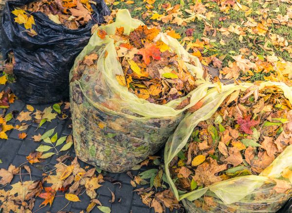 Yard Cleanup Service in Kihei