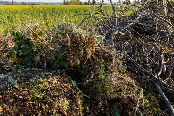 Brush Disposal in Kihei