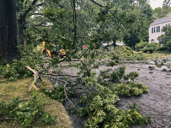 Tree Branch Disposal in Kihei