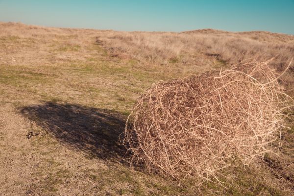 Tumbleweed Removal in Kihei