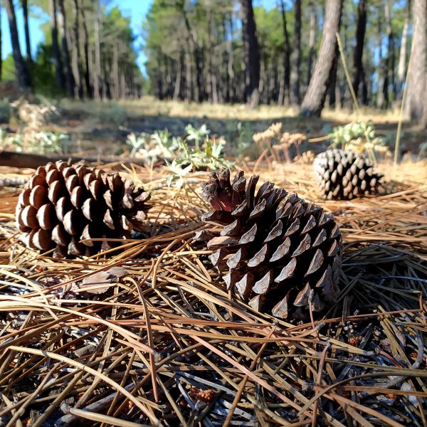 Cost of Pine Cone Removal in Kihei