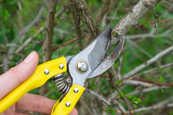 Cost of Limbs Removal in Kihei