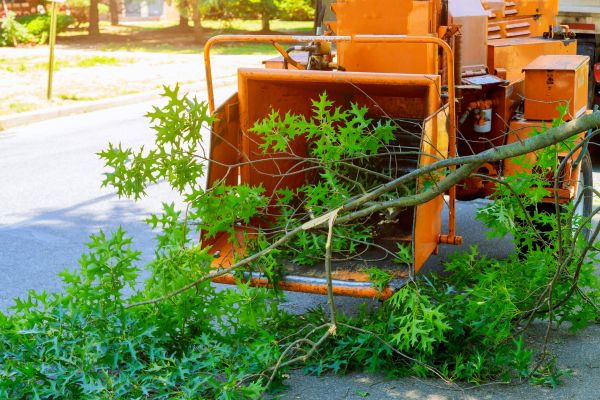 Tree Branches Removal in Kihei