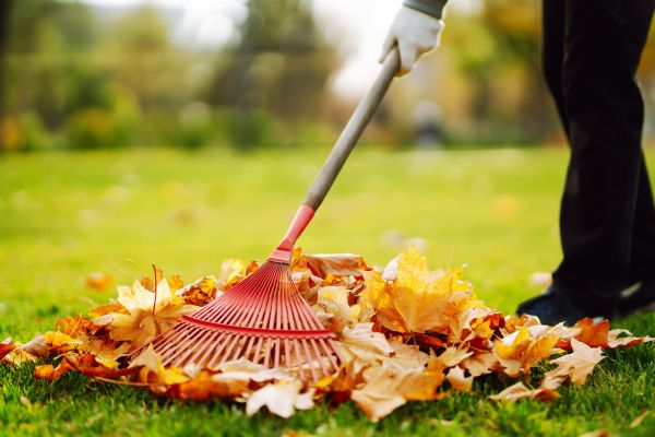 Cost of Ditch Leaf Removal in Kihei