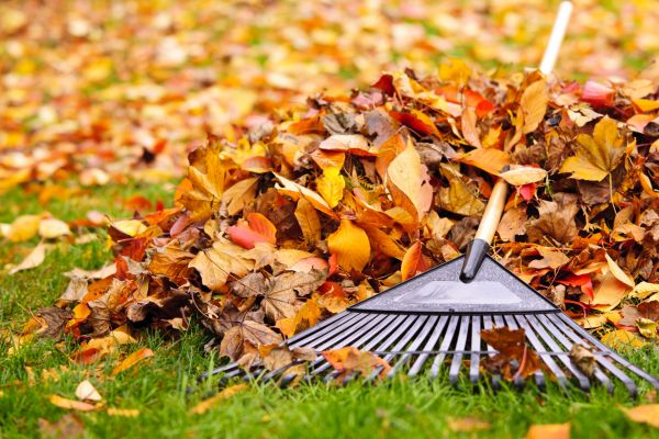 Yard Leaf Removal in Kihei