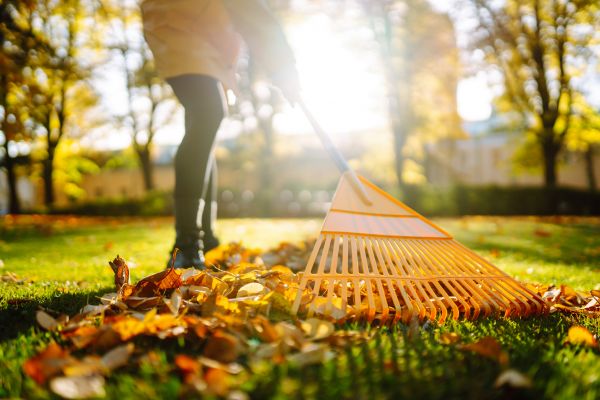 Leaves Raking in Kihei