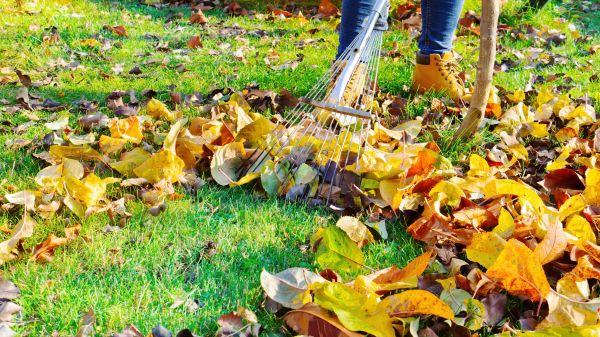 Lawn Cleanup Service in Kihei