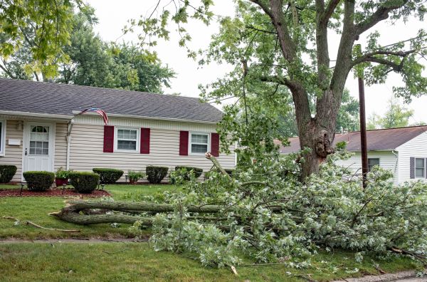 Cost of Fallen Branch Removal in Kihei