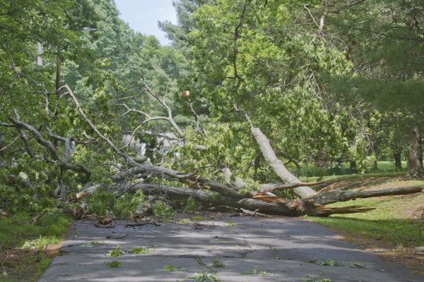 Tree Debris Removal in Kihei